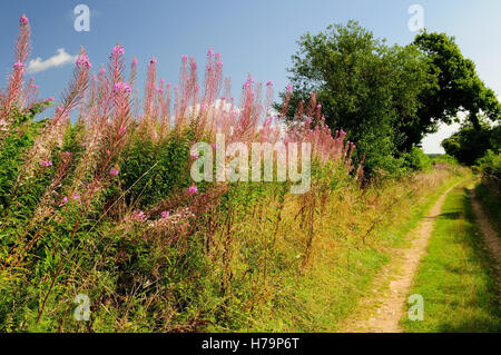 Rosebay Weidenröschen wächst neben einem ländlichen Weg. Stockfoto