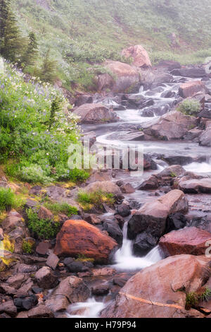 Edith Bach rauscht durch den Sommer blühen Wildblumen und Morgennebel in Washingtons Mount Rainier National Park. Stockfoto