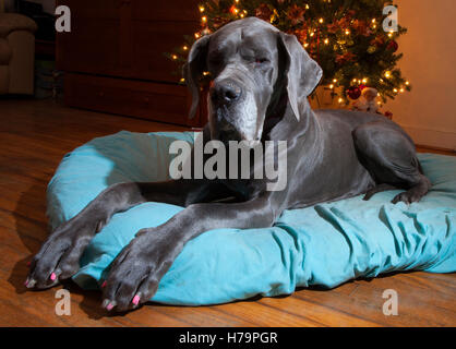 Die Deutsche Dogge auf einem blauen Bett neben einem Weihnachtsbaum Stockfoto