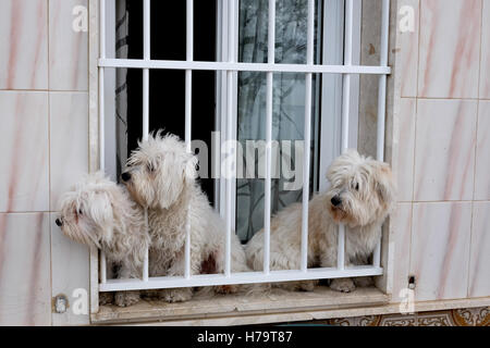 Drei weiße kleine Hunde auf einer Fensterbank beobachten die Welt vorbeiziehen. Stockfoto