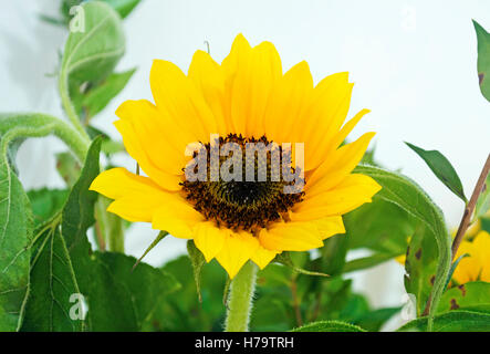 gelbe Sonnenblumen - Helios - große gelbe blumeblumenstrauß in vase Stockfoto