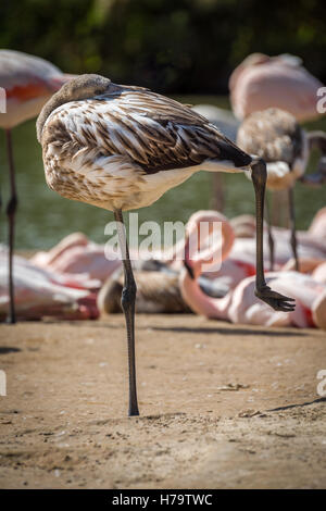 Eine unreife chilenische Flamingo ruht auf einem Bein an einem sonnigen Tag an Slimbridge WWT. Stockfoto