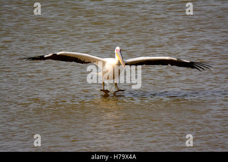 Großer weißer Pelikan, Landung in einem See Stockfoto