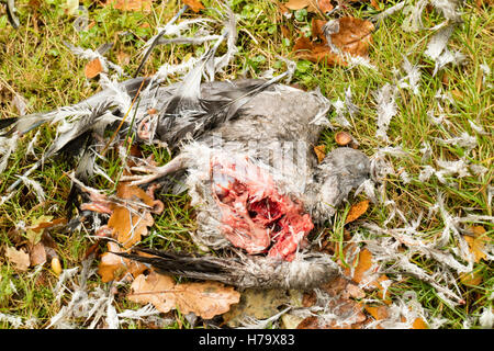 Eine Ringeltaube, Opfer von einem Sperber. Stockfoto