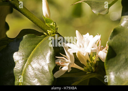 Kaffeebaum (Coffea Arabica) in Blüte Stockfoto