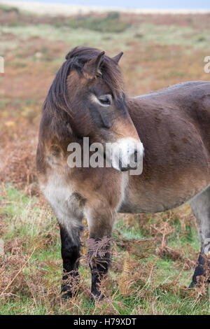 Exmoor Pony, Exmoor National Park, Somerset, England, UK Stockfoto