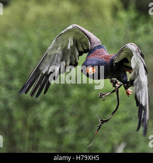 Bateleur Adler im Flug Stockfoto