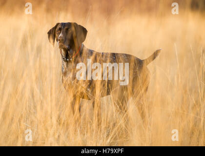 Ein Deutscher Kurzhaariger Vorstehhund auf Wimbledon Common Stockfoto