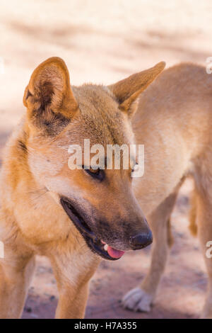 Australischen native Dingos in der Wildnis, Northern Territory, Nahaufnahme Stockfoto