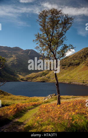 Einsamer Baum im oberen Glen Arnisdale Lochaber, Schottland Stockfoto