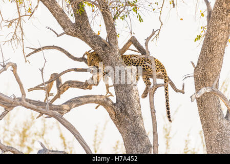 Leopard Sitzstangen aus Acacia Ast gegen weißen Himmel. Wildlife Safari im Etosha National Park, wichtigste Reiseziel Stockfoto