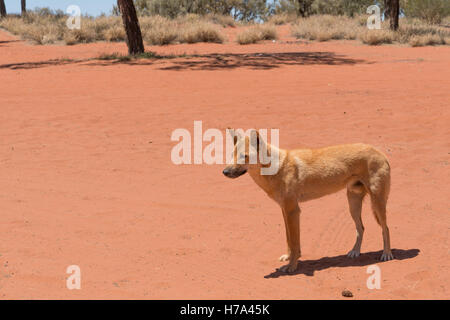 Gesunden Dingos in der Wildnis im Outback Australien Stockfoto