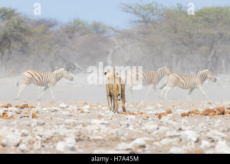 Junge männliche Löwe, bereit zum Angriff und zu Fuß in Richtung Herde Zebras, die weglaufen, defokussierten im Hintergrund. Wildlife Safari in Stockfoto