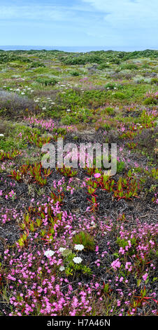 Im Sommer blühende Küste mit Khoi Blumen (bekannt als Pigface, Ice-Werk). Stockfoto