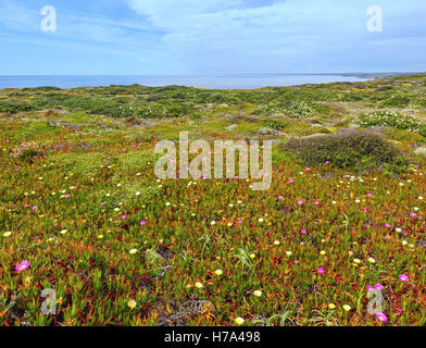 Im Sommer blühende Küste mit Khoi Blumen (bekannt als Pigface, Ice-Werk). Stockfoto