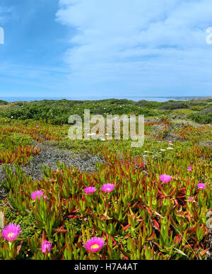 Im Sommer blühende Küste mit Khoi, rosa Blüten (bekannt als Pigface, Ice-Werk). Stockfoto