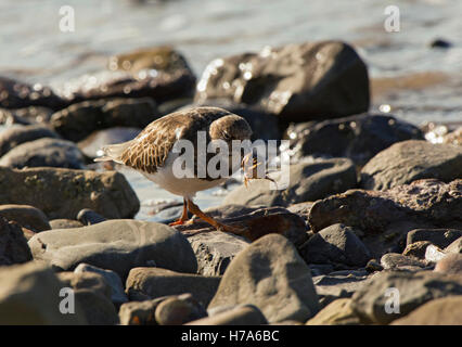 Ruddy Steinwälzer, Arenaria Interpres, juvenile ernähren sich von Krabben auf Felsen am Meer, Knott Ende am Meer, Lancashire, England, UK Stockfoto