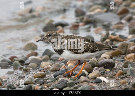 Ruddy Steinwälzer, Arenaria Interpres, Juvenile auf Kieselsteinen am Meer, Knott Ende am Meer, Lancashire, England, UK Stockfoto