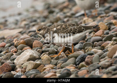 Ruddy Steinwälzer, Arenaria Interpres, Juvenile auf Kieselsteinen am Meer, Knott Ende am Meer, Lancashire, England, UK Stockfoto