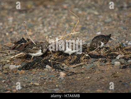 Ruddy Steinwälzer, Arenaria Interpres, Futtersuche am Strand, Knott Ende am Meer, Lancashire, England, UK Stockfoto