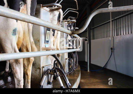 Rinder auf Rotary Melken Station Australien Stockfoto