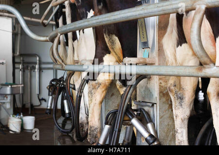 Rinder auf Rotary Melken Station Australien Stockfoto