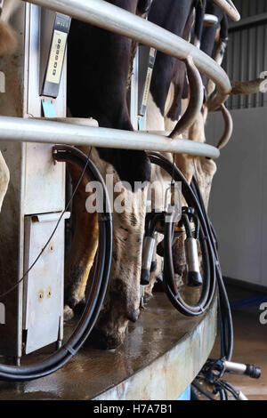 Rinder auf Rotary Melken Station Australien Stockfoto