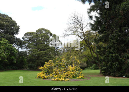 Die Royal Botanic Gardens in Melbourne. Stockfoto