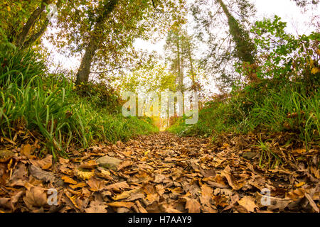 Herbstlaub im Wald Stockfoto