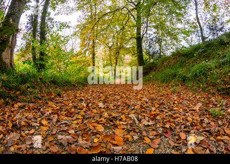 Herbstlaub im Wald Stockfoto