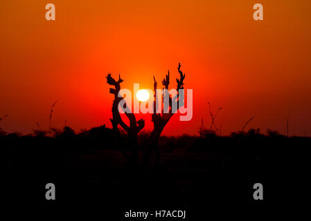 Farbenprächtigen Sonnenuntergang im afrikanischen Busch. Akazie Bäume Silhouette im Gegenlicht. Orange-Rot klaren Himmel. Stockfoto