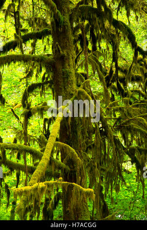 Pazifische Eibe, Willamette National Forest, Oregon Stockfoto