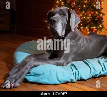 Blaue Deutsche Dogge Verlegung auf einem blauen Bett neben einem Weihnachtsbaum Stockfoto