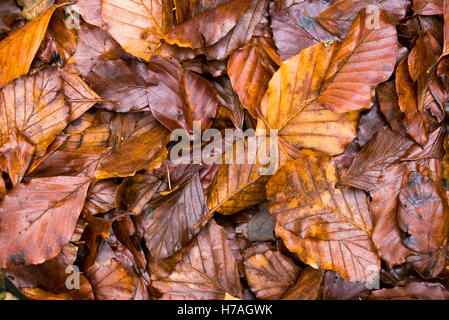 Herbst Buche hinterlässt auf den Boden gefallenen Stockfoto