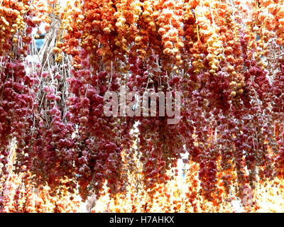 Orange und rosa Blüten an der Decke einen Marktstand in Amsterdam, Holland. Trocknen von empfindlichen Ringelblume Hintergrund Stockfoto