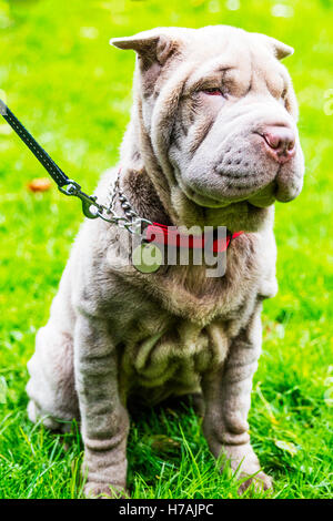 Der chinesische Shar-Pei Welpen süßen Falten faltige Gesicht Hunde Hund Stockfoto