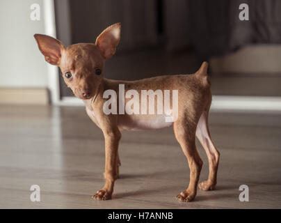 Nahaufnahme von Ingwer niedliche Miniatur Pinscher Welpe stehend auf dem Holzboden Stockfoto