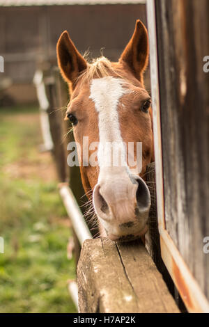 Ein neugierig schönes Pferd Blick aus seinen Stall auf der Ranch in Italien Gesicht mit Blick auf der Suche und listenning Stockfoto