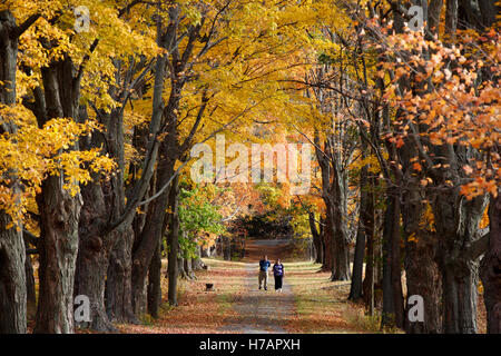 Herbstlaub, Milton, Massachusetts Stockfoto