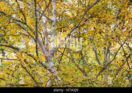 Betula Ermanii Grayswood Hill. Ermans Birke Grayswood Hill Baum Blätter im Herbst Farbwechsel Stockfoto