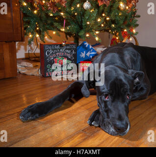 Deutsche Dogge schwarz mit seinem Kopf auf dem Boden neben einem Weihnachtsbaum Stockfoto