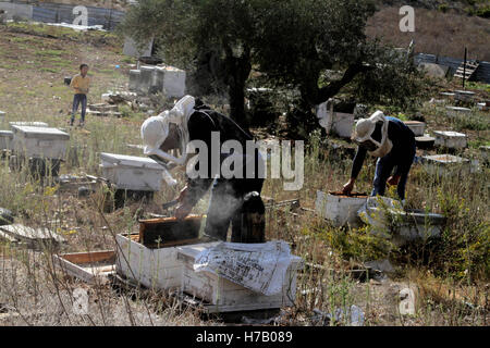 Nablus, West Bank, Palästina. 2. November 2016. Palästinensische Imker inspizieren Bienenstöcke auf dem Honig Biene Bauernhof in der Nähe von West Bank Stadt von Nablus, 2. November 2016. © Moahmmed-Turabi/ImagesLive/ZUMA Draht/Alamy Live-Nachrichten Stockfoto