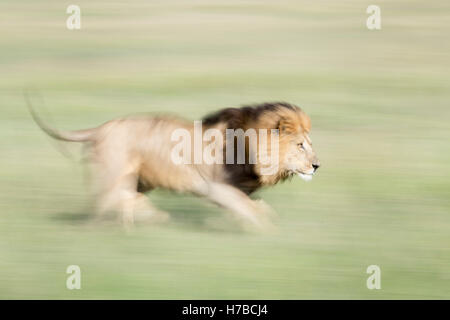 Männlichen afrikanischen Löwen (Panthera Leo) läuft mit Motion blur auf Savanne, Masai Mara National Reserve, Kenia, Afrika Stockfoto