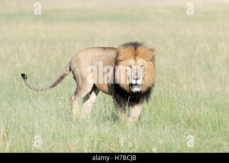 Männlichen afrikanischen Löwen (Panthera Leo) auf Savanne, Blick auf Kamera, Masai Mara National Reserve, Kenia, Afrika Stockfoto