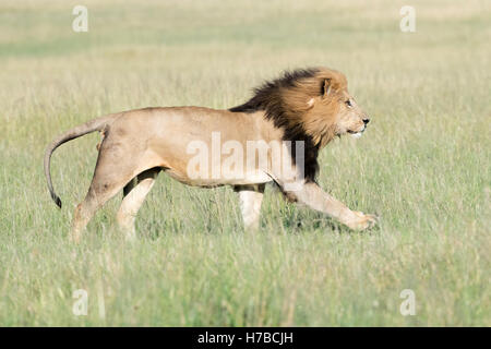 Männlichen afrikanischen Löwen (Panthera Leo) läuft mit Mähne im Wind auf Savanne, Masai Mara National Reserve, Kenia, Afrika Stockfoto