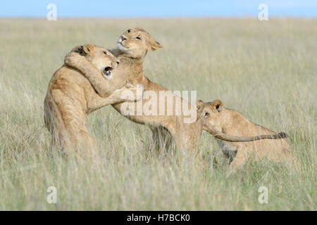 Junge Löwen (Panthera Leo) zusammen zu spielen, reserve Masai Mara national, Kenia Stockfoto