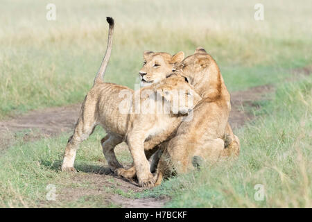 Junge Löwen (Panthera Leo) zusammen zu spielen, reserve Masai Mara national, Kenia Stockfoto