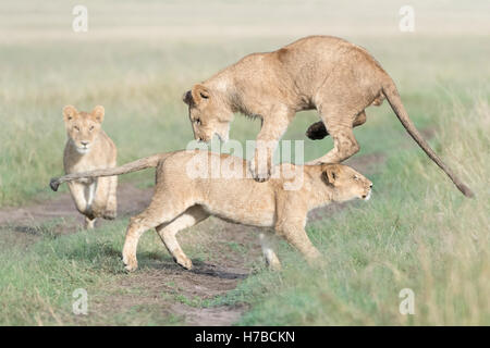 Junge Löwen (Panthera Leo) zusammen zu spielen, reserve Masai Mara national, Kenia Stockfoto