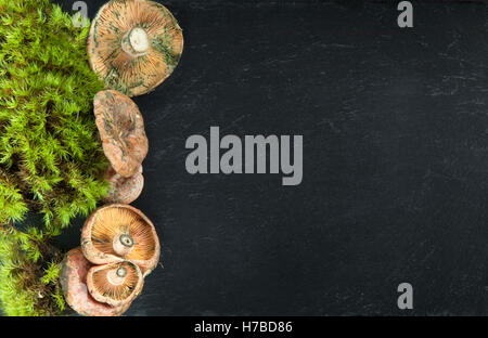Frische Milch-Tasse Champignons (Lactarius Torminosus) und Moos auf dunklem Schiefer mit textfreiraum für Ihren text Stockfoto