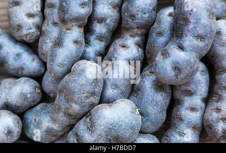 VITELOTTE, auch genannt Vitelotte Noire, Négresse oder Truffe de Chine ist eine Gourmet-französische Sorte von blau-violetten Kartoffel. Stockfoto